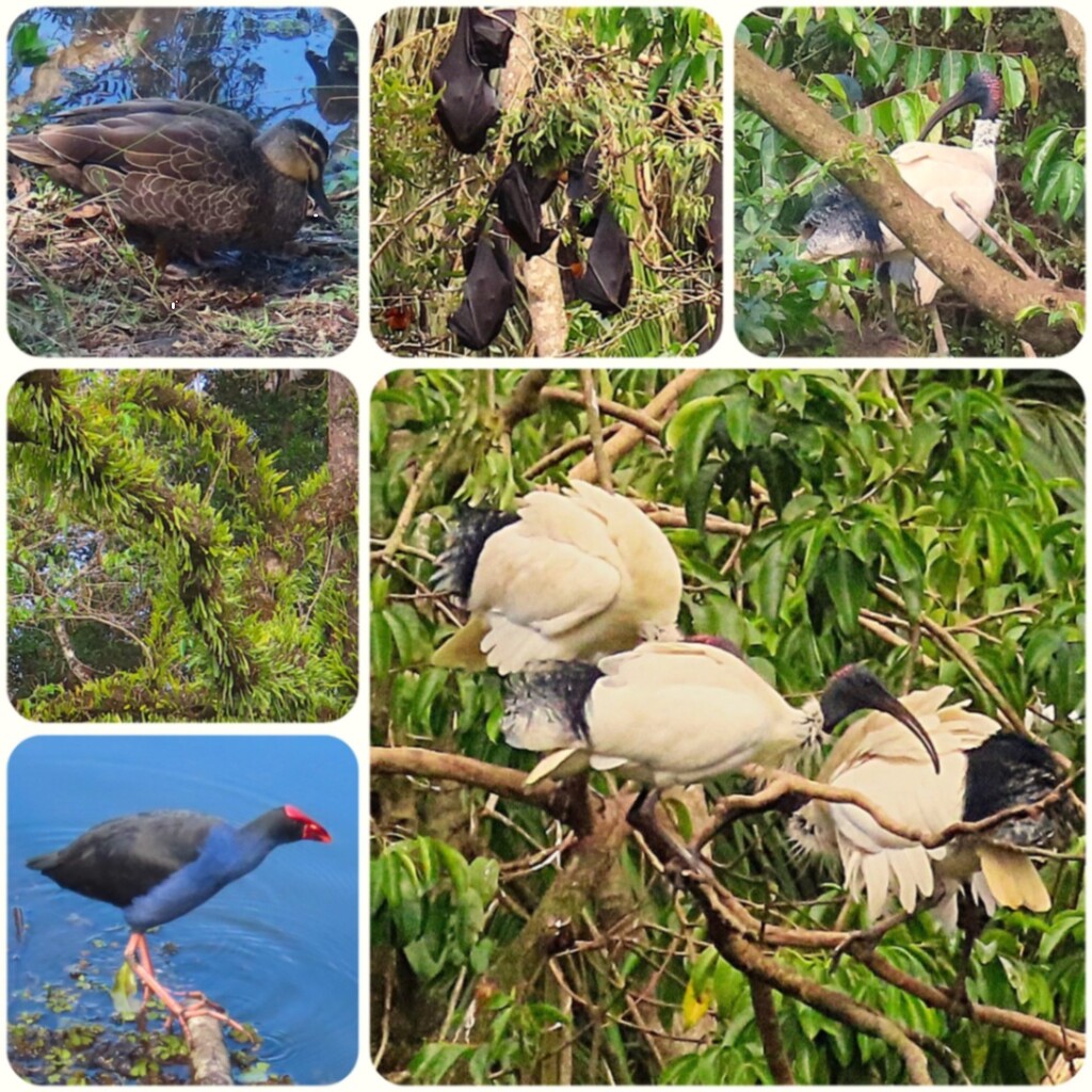 A Collage Of Duck Pond Photos ~ by happysnaps