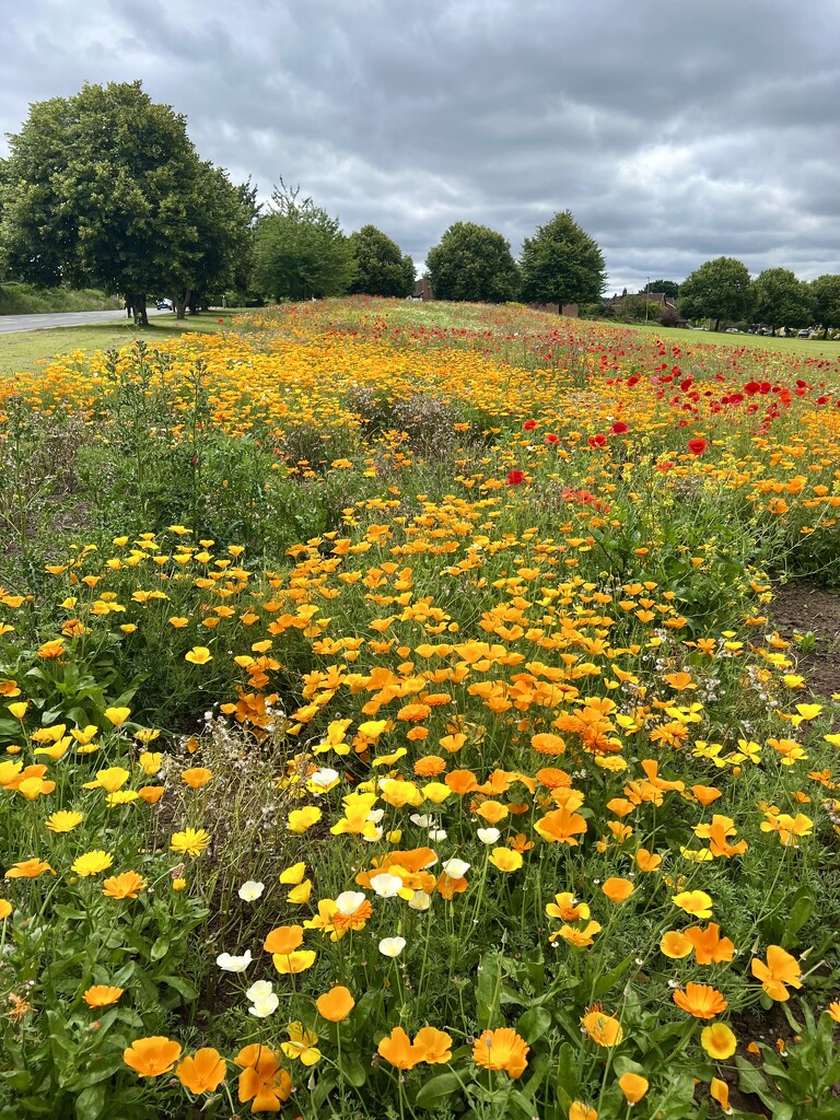 Mostly poppies by tinley23