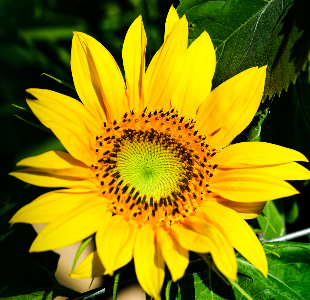 Our first sunflower of the season by howozzie