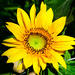 Our first sunflower of the season by howozzie