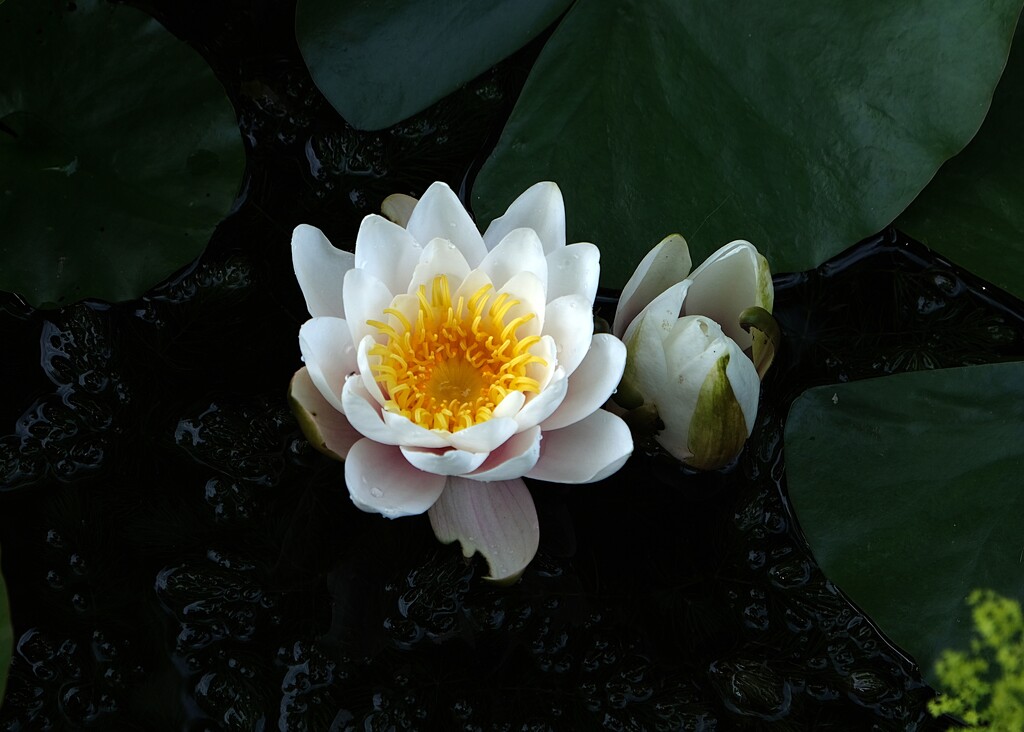 waterlily by kametty