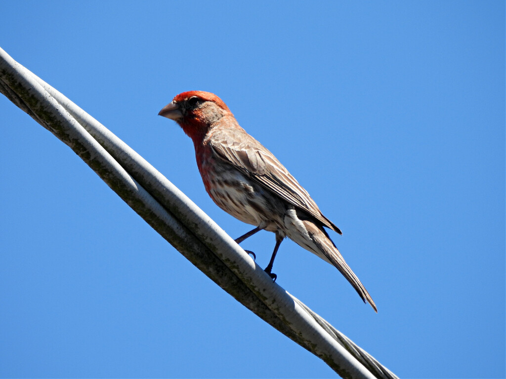 House Finch by seattlite