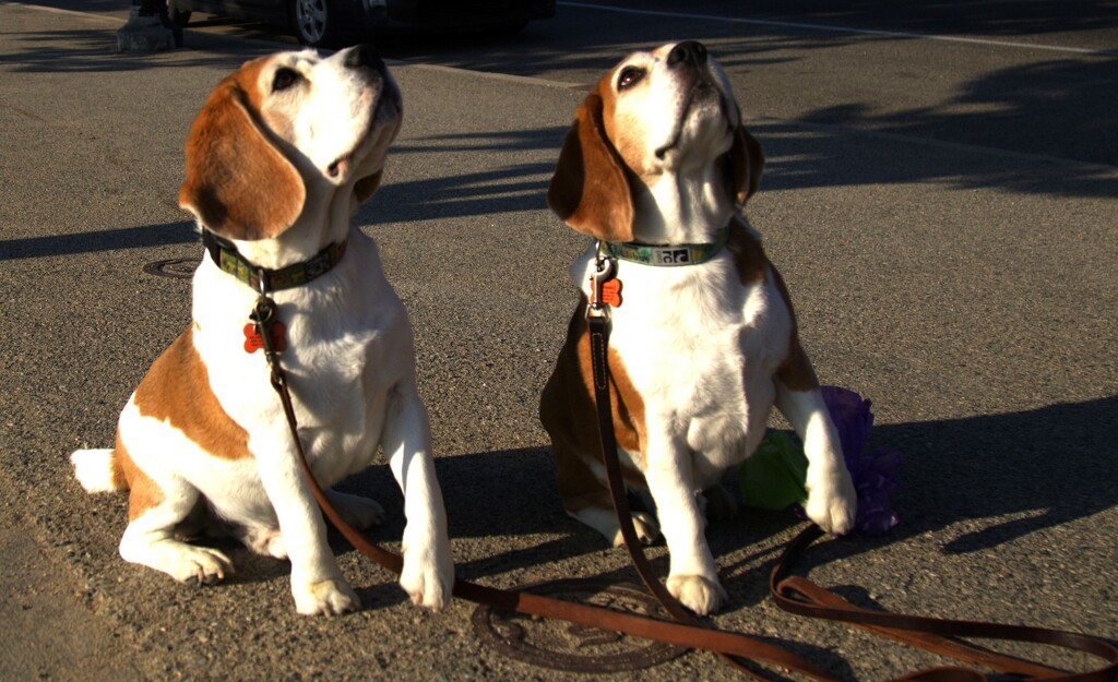 SYNCHRONIZED BEAGLES by jerzyfotos