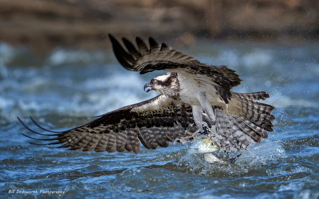 Osprey on the Rappahannock River by photographycrazy