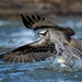 Osprey on the Rappahannock River