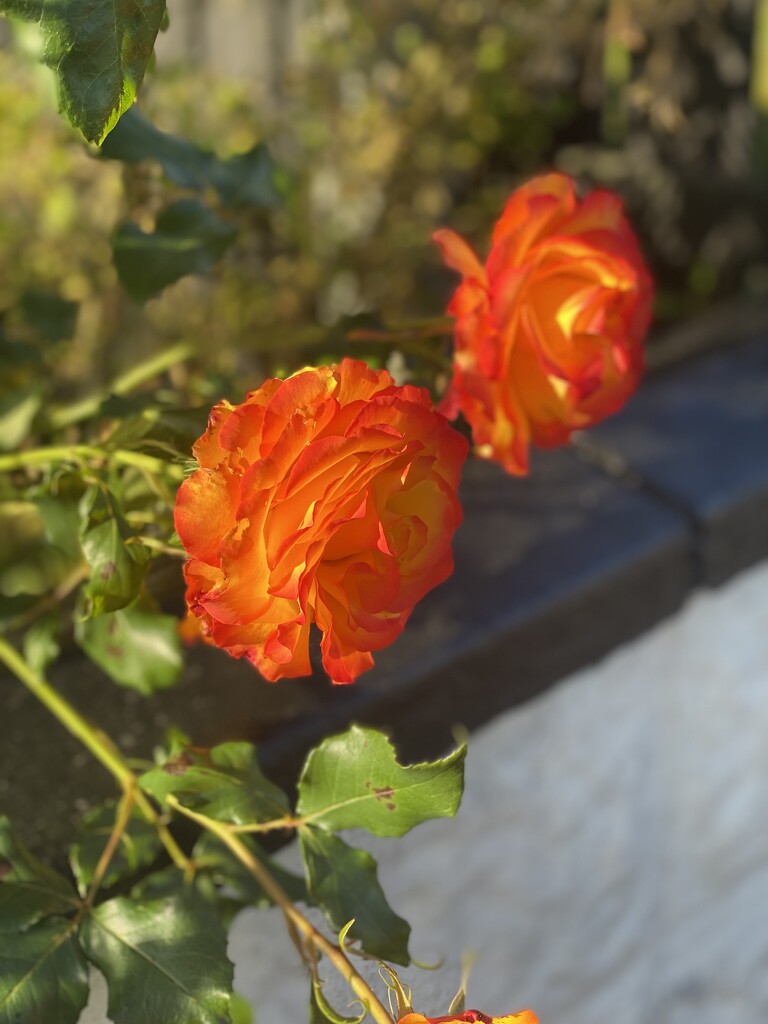 Orange roses by alison59