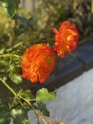 7th Jul 2024 - Orange roses