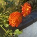 Orange roses by alison59