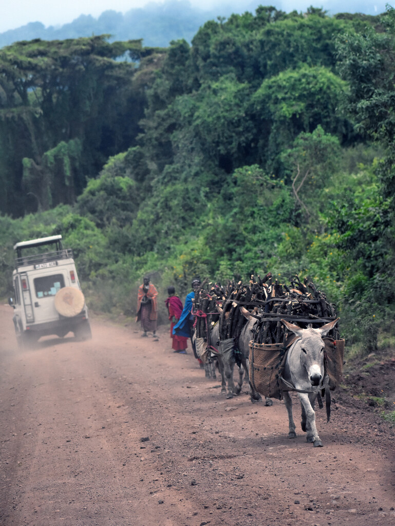 Tanzania Donkeys by 365projectorgchristine