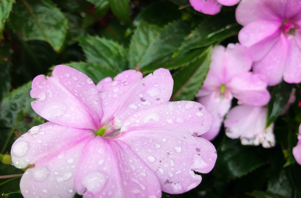 Pink impatiens by mittens