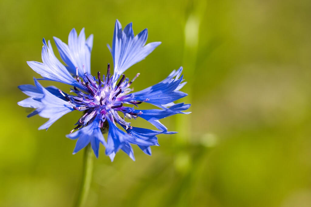 Cornflower by okvalle