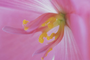 20th Jul 2024 - Begonia Stamen 