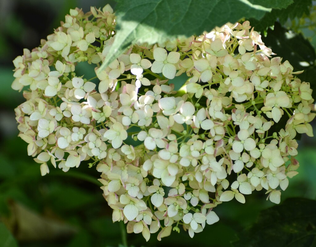 My Thriving Hydrangea by bjywamer