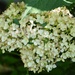 My Thriving Hydrangea by bjywamer