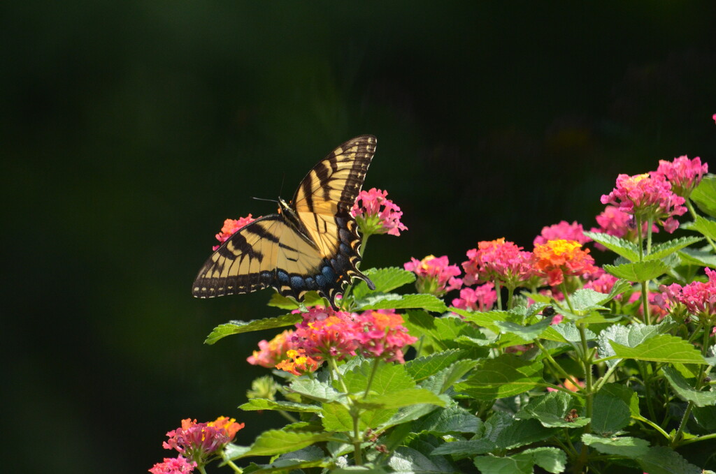 Yellow Swallowtail Butterfly  by pej76