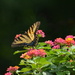 Yellow Swallowtail Butterfly 