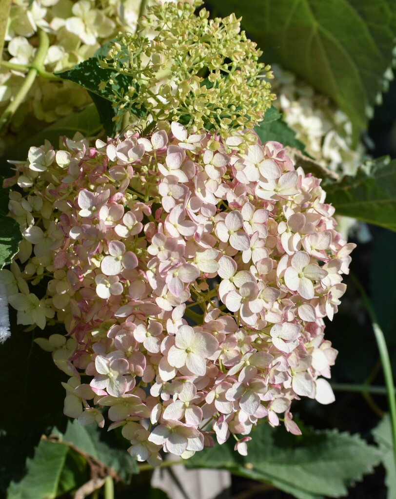 My "Bubblegum" Hydrangea by bjywamer