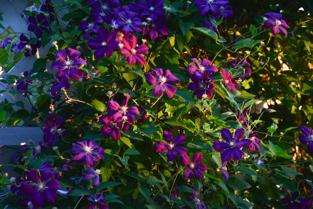 Clematis In The Morning Light by bjywamer