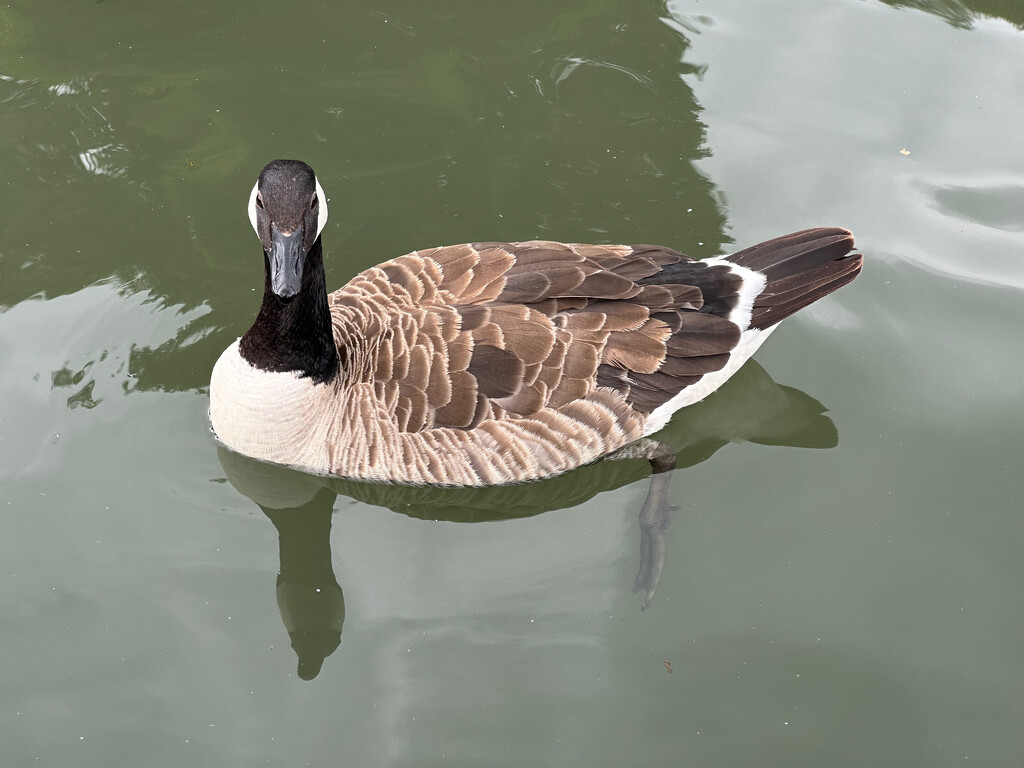 Canada Goose by 365projectmaxine