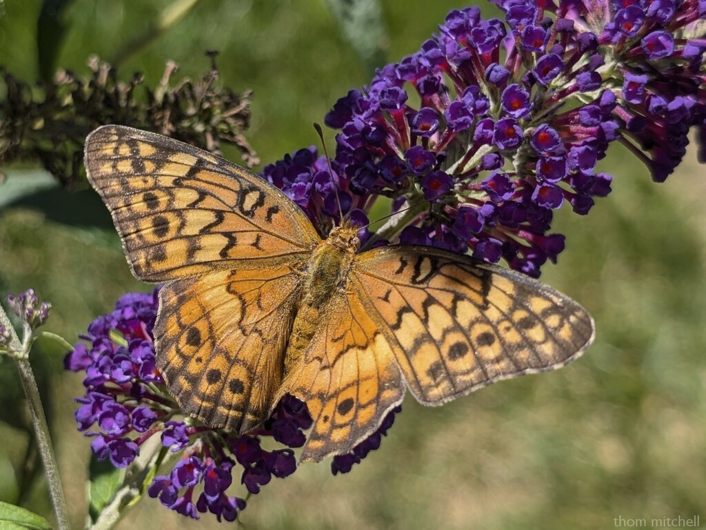 Variegated fritillary by rhoing