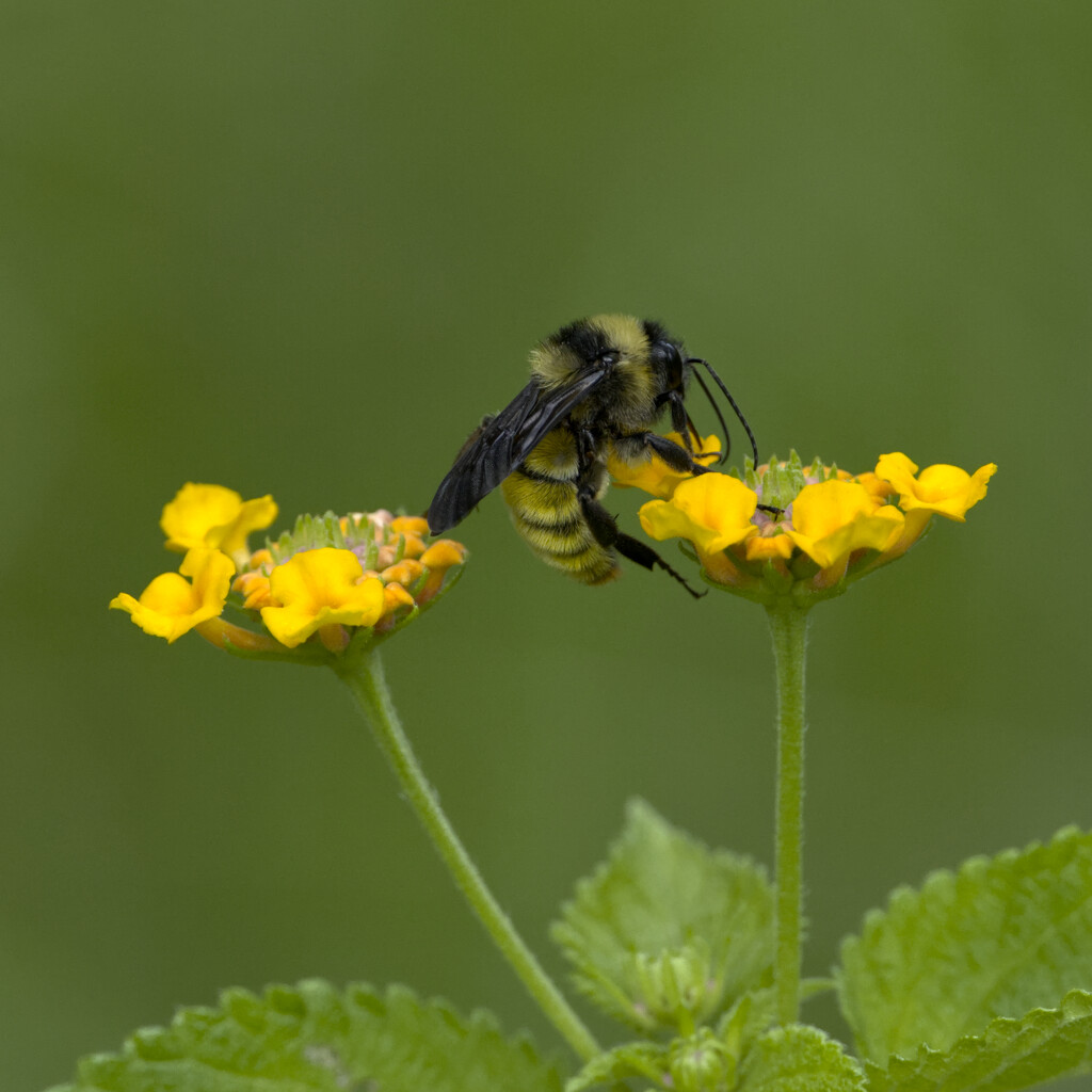 Bumblebee on Lantana by peachfront