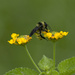 Bumblebee on Lantana