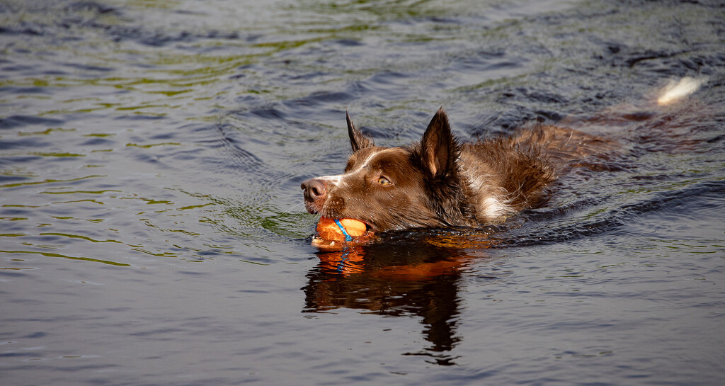 Holiday Dip by lifeat60degrees