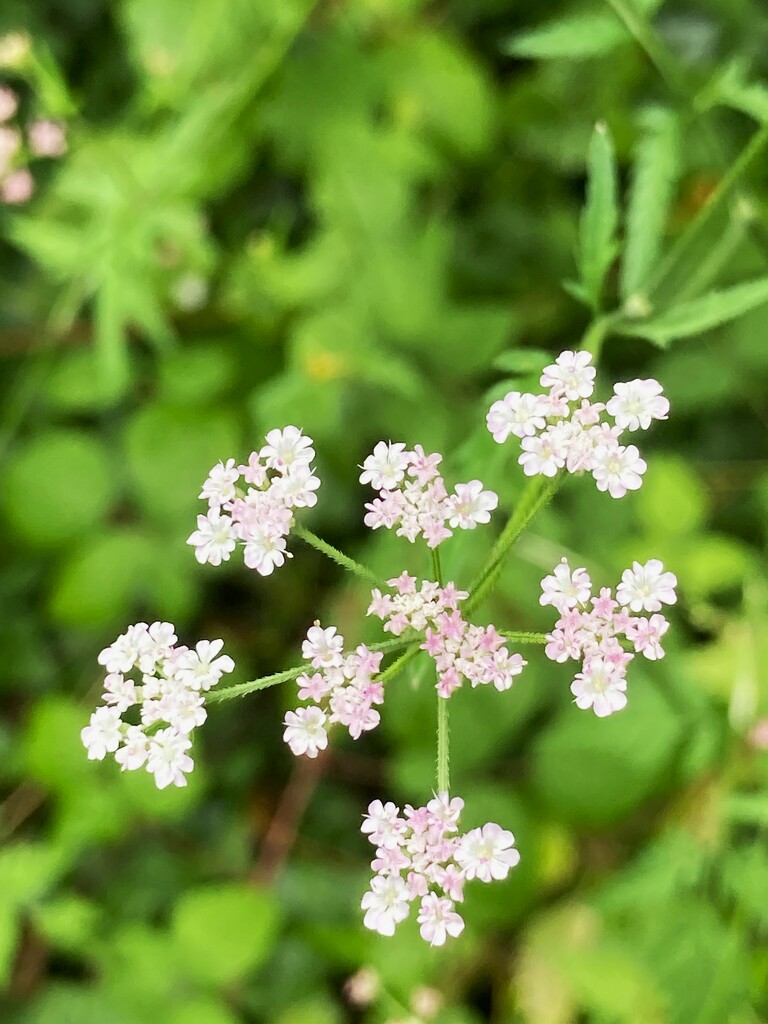 Pink Cow Parsley by 365anne