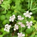 Pink Cow Parsley