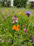 15th Jul 2024 - wildflowers