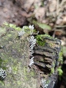 18th Jul 2024 - Little mushrooms