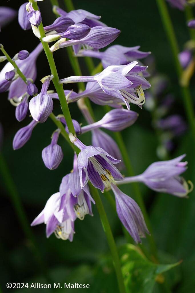 Happy to Have Hostas by falcon11