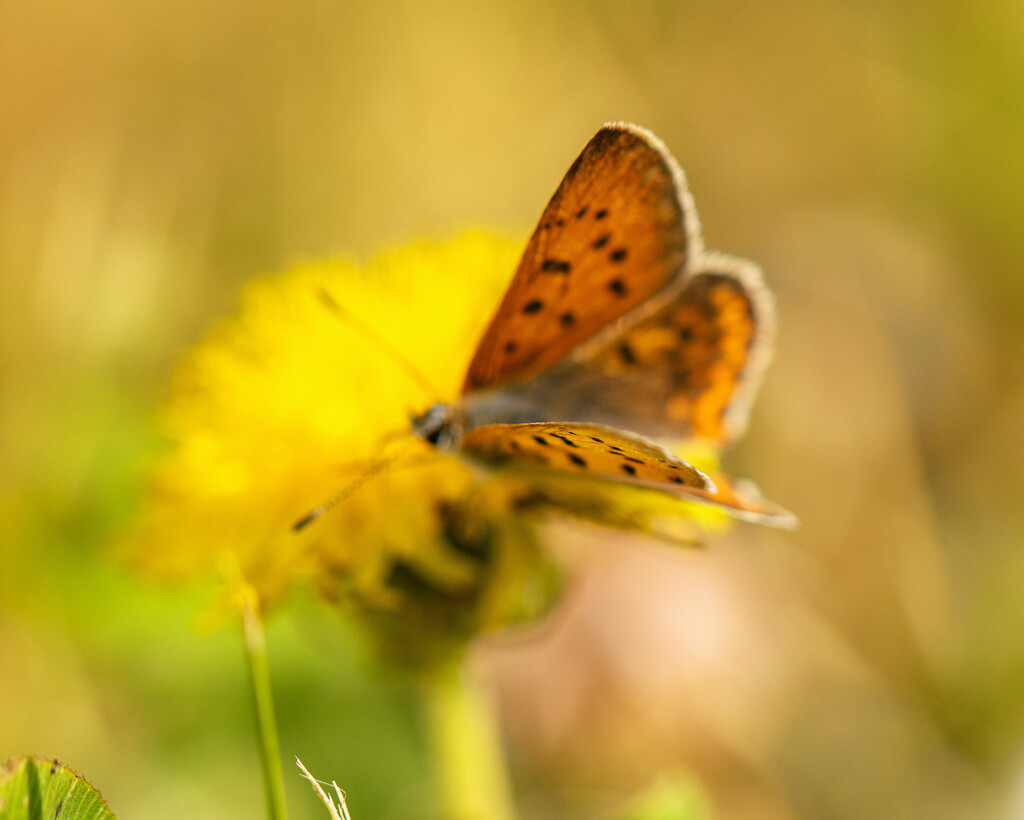 mellow yellow by aecasey