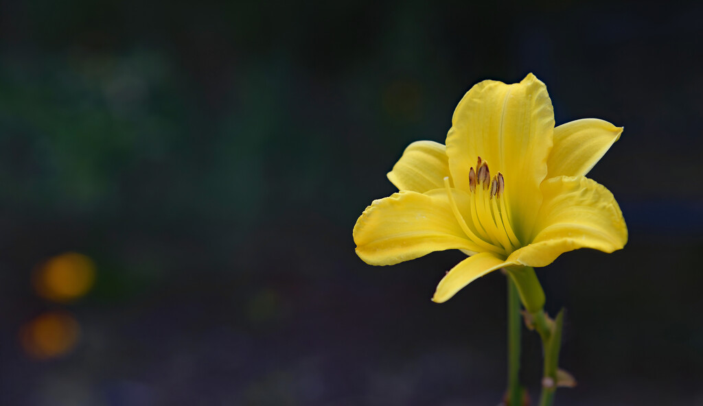 Tiny Yellow Daylily by paintdipper