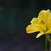 Tiny Yellow Daylily