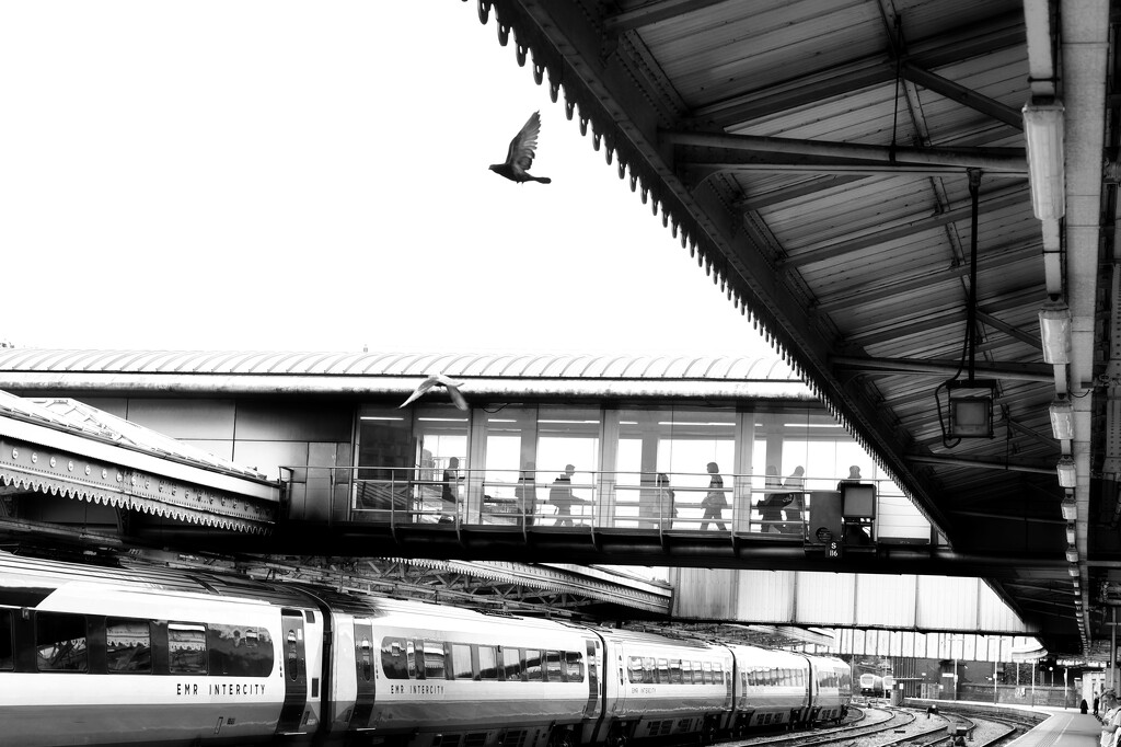 202/366 - Sheffield train station by isaacsnek