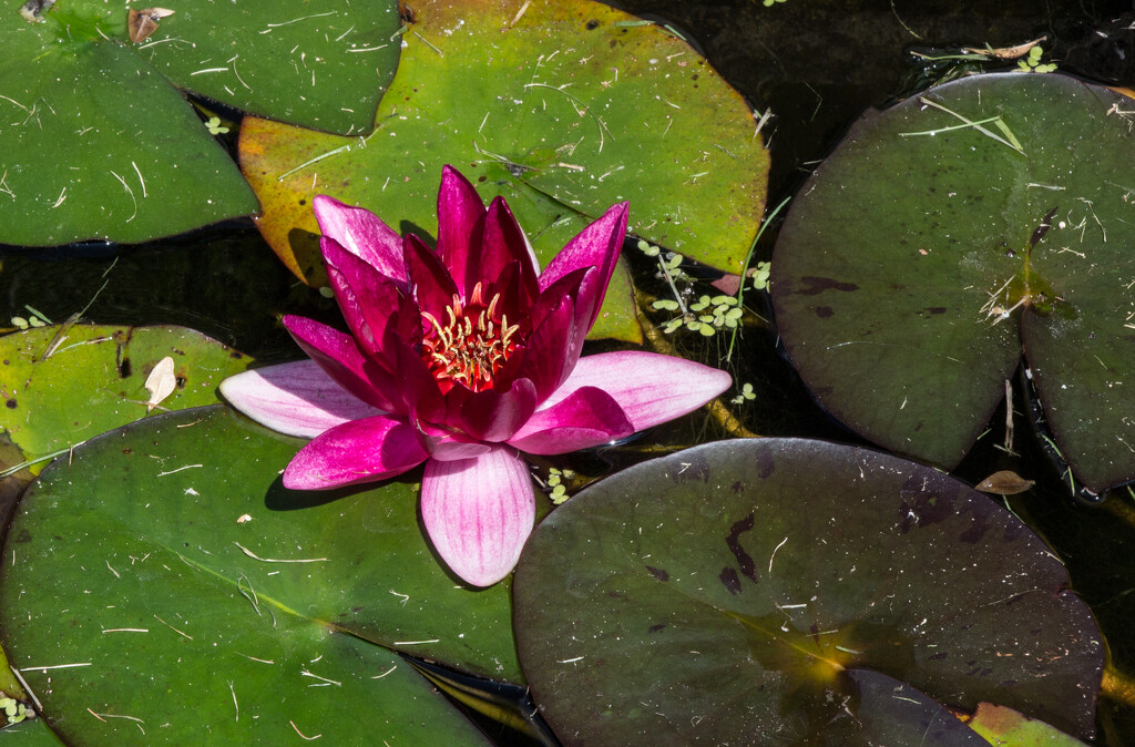 water lily by busylady