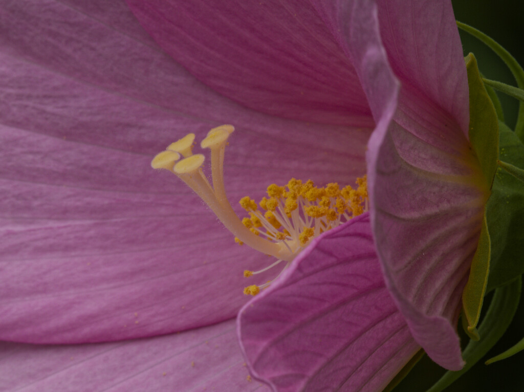 swamp rose hibiscus closeup  by rminer