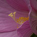 swamp rose hibiscus closeup 