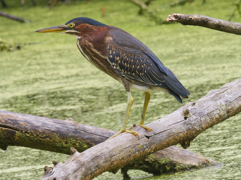 green heron  by rminer