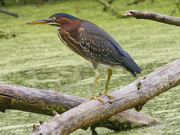 20th Jul 2024 - green heron 