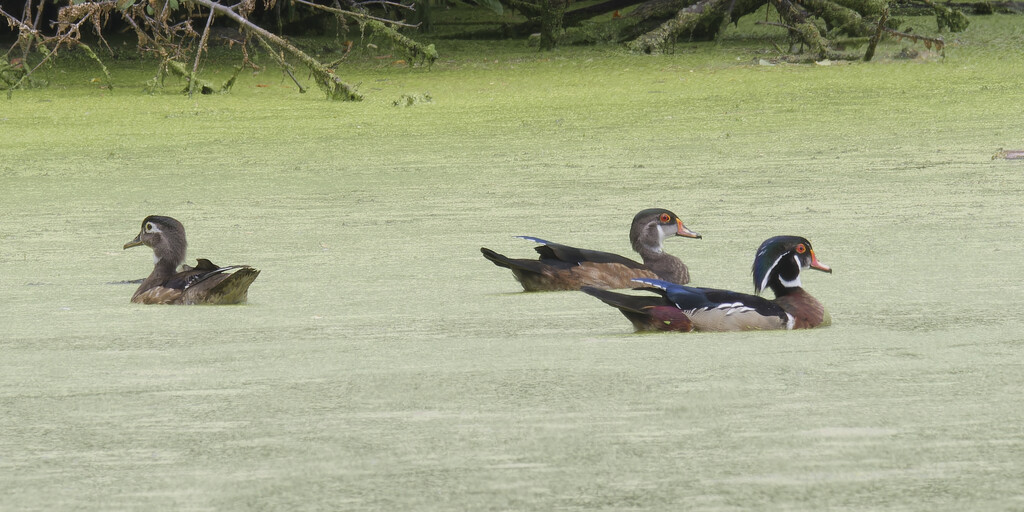 wood ducks by rminer