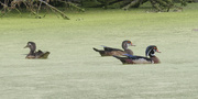 20th Jul 2024 - wood ducks