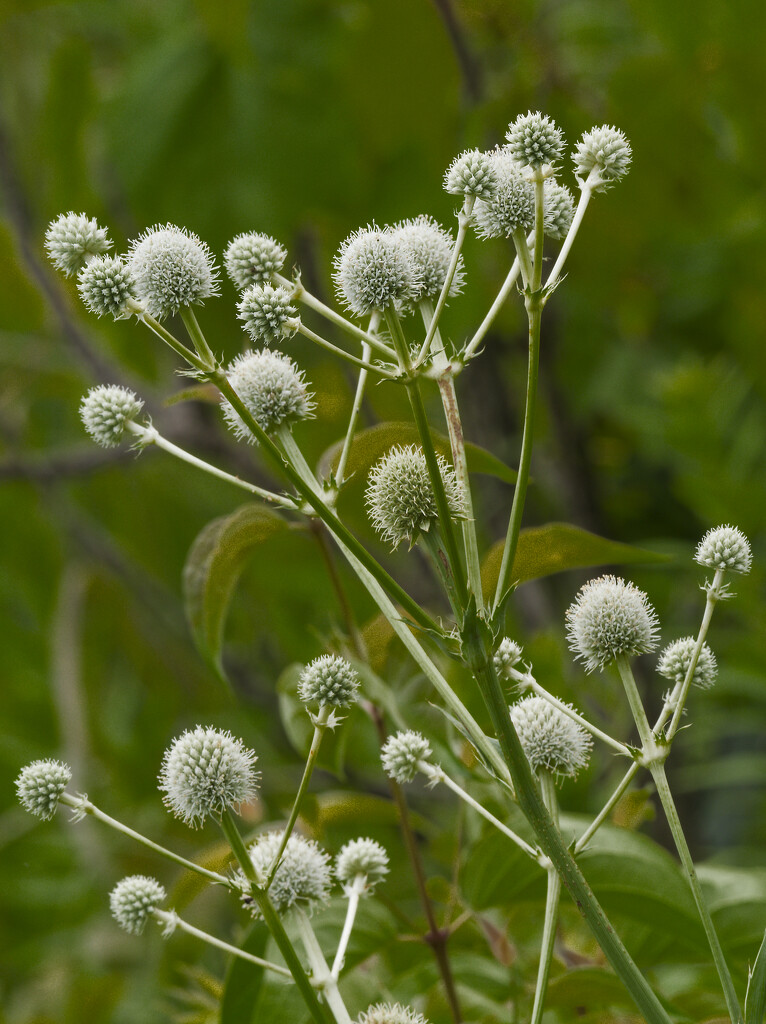 rattlesnake master by rminer