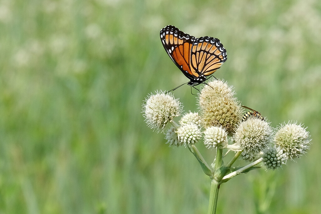 Viceroy Butterfly by lsquared