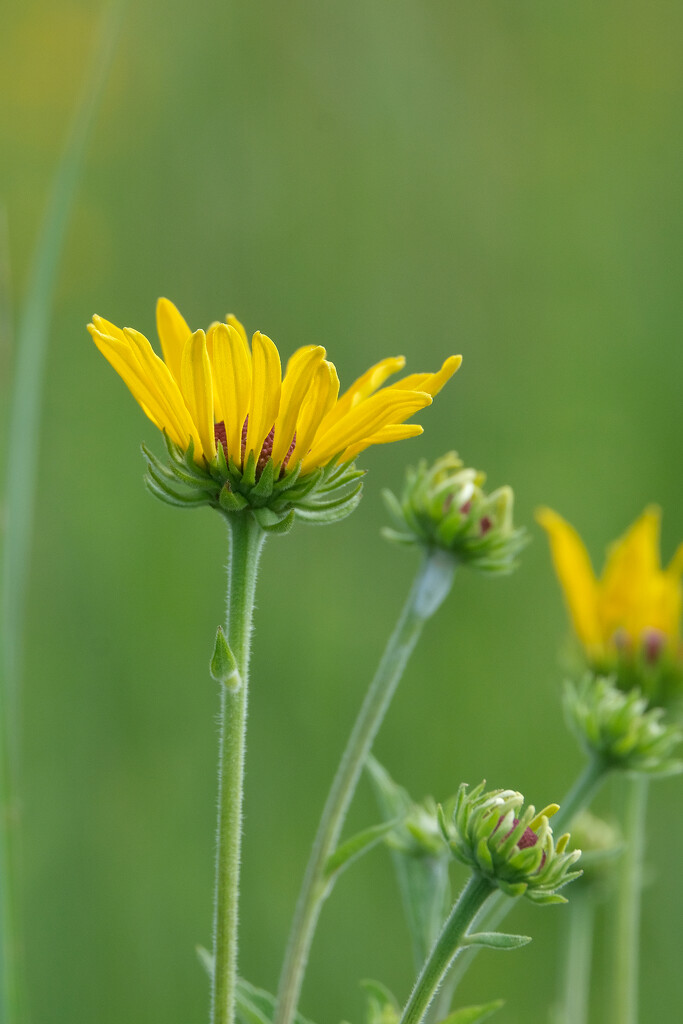 Sweet Black-Eyed Susan by lsquared