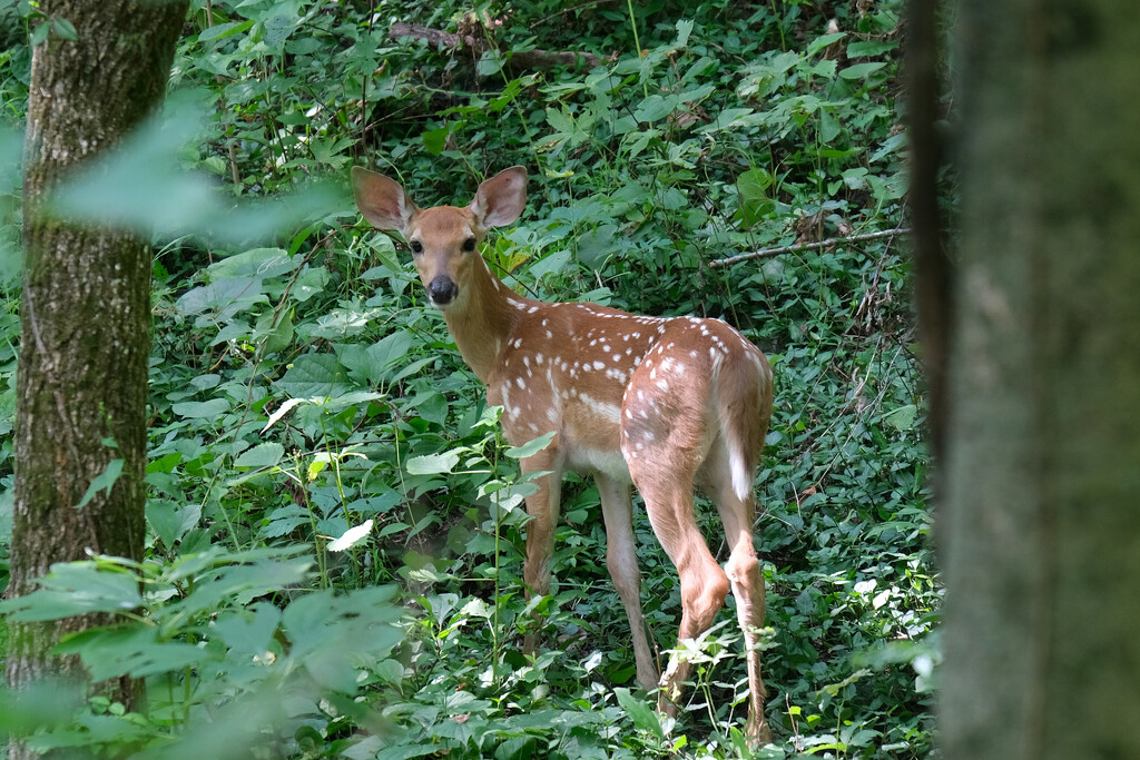 Fawn by lsquared