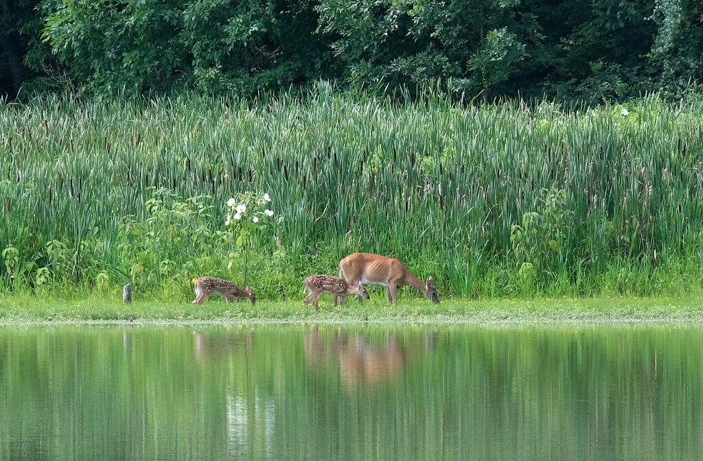 Mother doe and fawns by lsquared