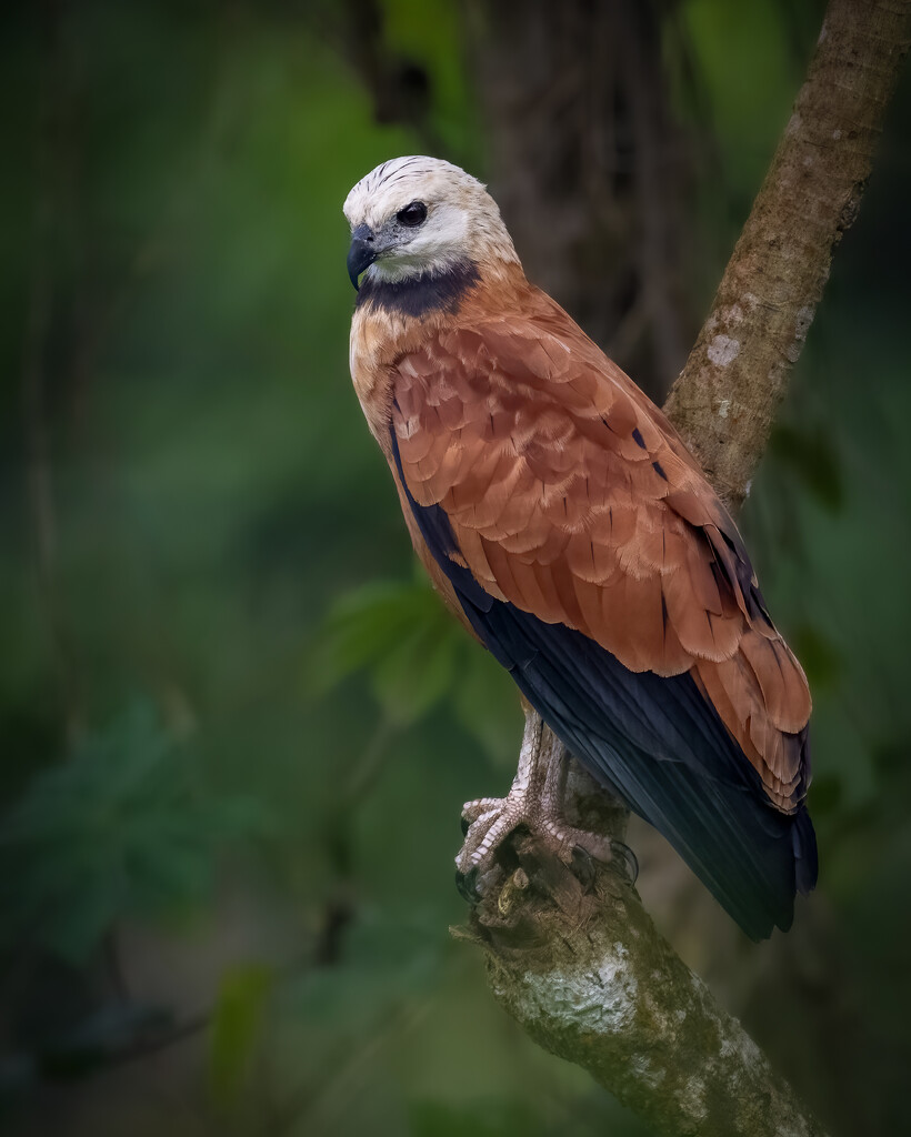 Black-collared Hawk by nicoleweg