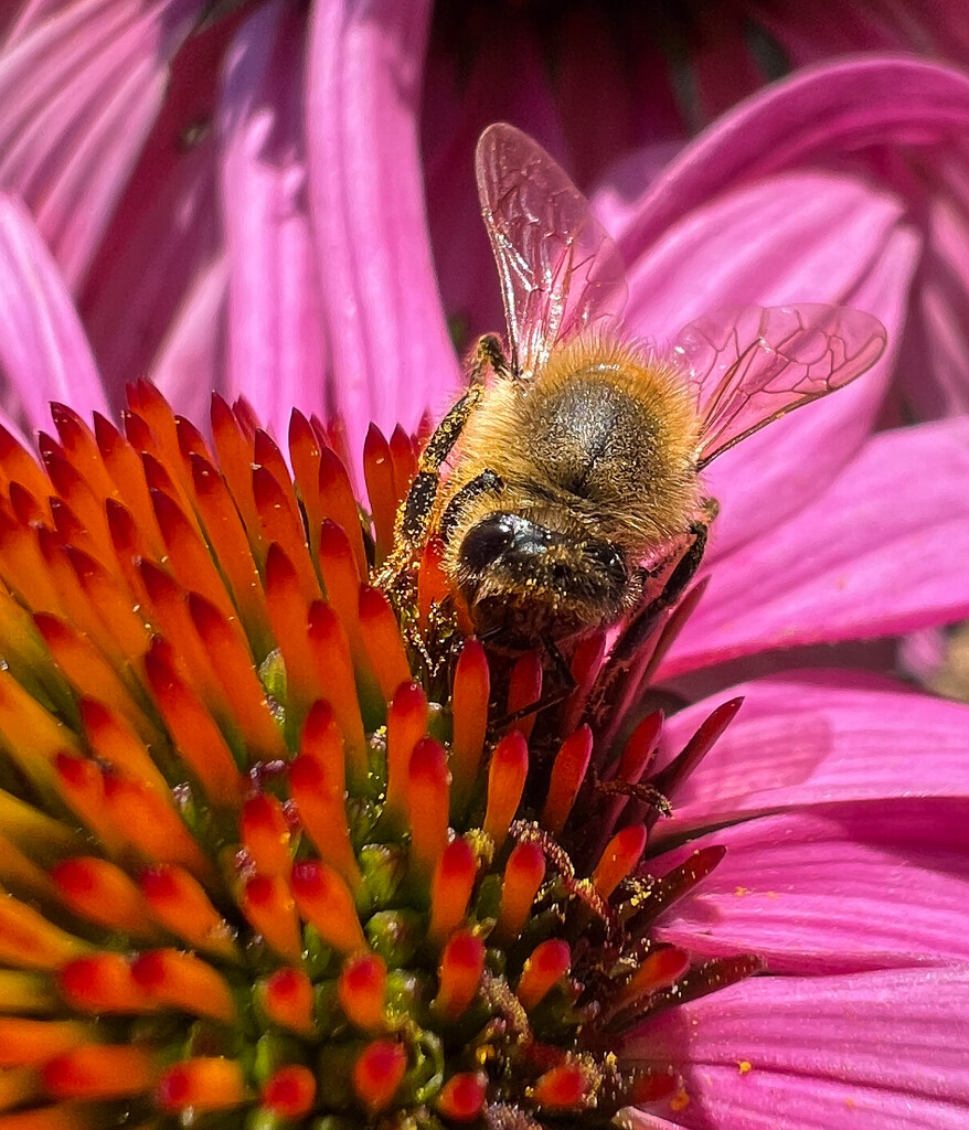 Bumble Bee by corinnec